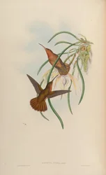 Grypus spixi